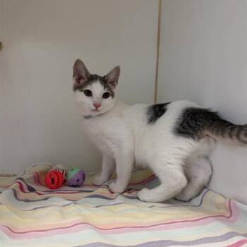 Domestic Short Hair Cats Available for Adoption in Hawthorne, California - Wave | PetCurious