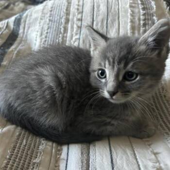 Sakura -  Domestic Short Hair Cat for Adoption in Incline Village, Nevada - Sakura | PetCurious