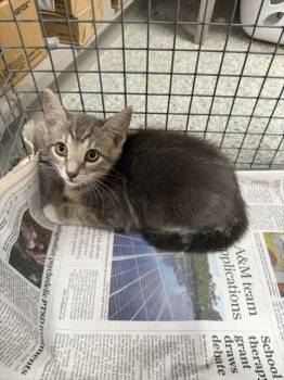 A186026 -  Domestic Short Hair Cat for Adoption in Pasadena, Texas - A186026 | PetCurious