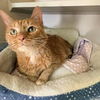 Sheba -  Abyssinian Cat for Adoption in Quincy, California - Sheba | PetCurious
