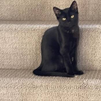 Spot ARC2023-380 -  Domestic Short Hair Cat for Adoption in Akron, New York - Spot ARC2023-380 | PetCurious
