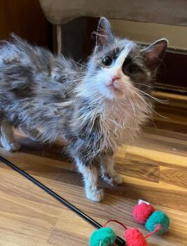 Sissy -  Domestic Long Hair Cat for Adoption in Taycheedah, Wisconsin - Sissy | PetCurious