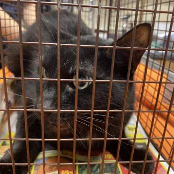 Rescue Domestic Short Hair Cats for Adoption in Modesto, California - A603825 | PetCurious