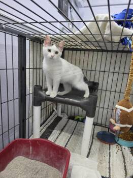 Dot -  Domestic Short Hair Cat for Adoption in Mishawaka, Indiana - Dot | PetCurious