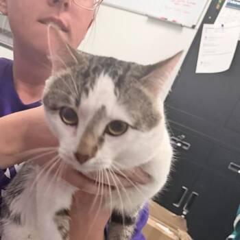 Domestic Short Hair Cats Available for Adoption - Aiko | PetCurious