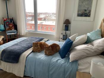 Domestic Short Hair Cats Available for Adoption in Montreal, Quebec - Mousse & Plume (DUO) | PetCurious