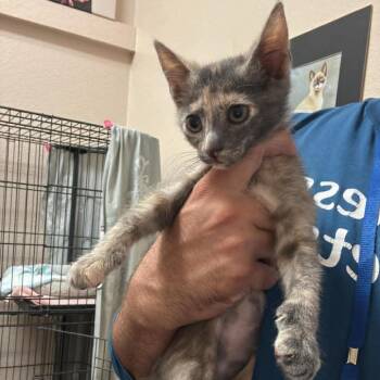 Domestic Short Hair Cats Available for Adoption in Chino Hills, California - Tilly - Chino Hills Location | PetCurious