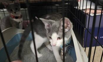 Mad Mouser -  Domestic Short Hair Cat Available for Adoption in Dorr, Michigan - Mad Mouser | PetCurious