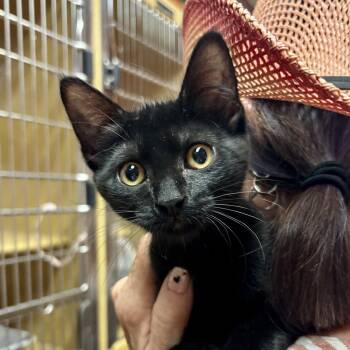 Ella -  Domestic Short Hair Cat for Adoption in Sonora, California - Ella | PetCurious