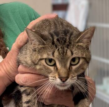 Sally -  Domestic Short Hair Cat for Adoption in Slidell, Louisiana - Sally | PetCurious