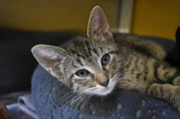 Armbar -  Domestic Short Hair Cat for Adoption in Kansas City, Missouri - Armbar | PetCurious
