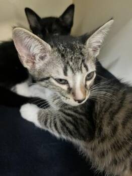 Domestic Short Hair Cats Available for Adoption - Ichabod Crane (Pounce Cat Cafe) | PetCurious