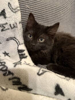 Rescue Domestic Long Hair Cats for Adoption in Ball Ground, Georgia - Valencia | PetCurious