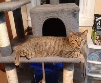 Domestic Short Hair Cats Available for Adoption - Toby - Friendly & Playful | PetCurious