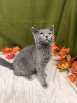 Rescue Domestic Short Hair Cats for Adoption in Upper Sandusky, Ohio - Coraline | PetCurious