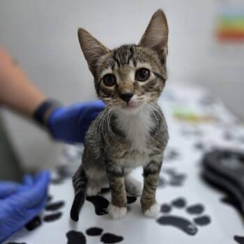 Weevil -  Domestic Short Hair Cat for Adoption in Incline Village, Nevada - Weevil | PetCurious