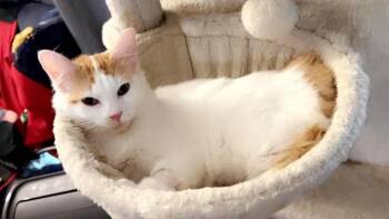 Lucy -  Domestic Medium Hair Cat for Adoption in Plano, Texas - Lucy | PetCurious