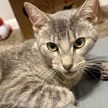 Pearl -  Domestic Short Hair Cat for Adoption in Liverpool, Texas - Pearl | PetCurious