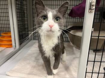 Domestic Short Hair Cats Available for Adoption in Raleigh, North Carolina - Griddler | PetCurious
