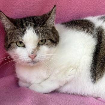 Domestic Short Hair Cats Available for Adoption in Concord, New Hampshire - Evangeline | PetCurious