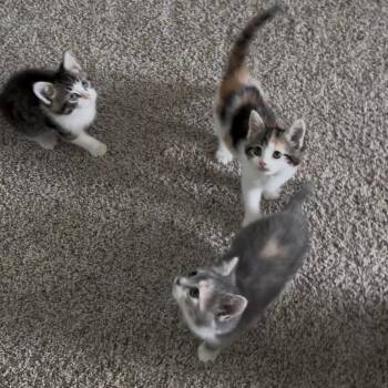 Justine -  Domestic Short Hair Cat for Adoption in Potomac, Maryland - Justine | PetCurious