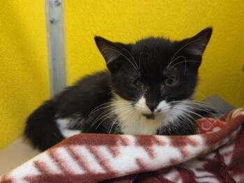 Nori -  Domestic Short Hair Cat for Adoption in Fall River, Massachusetts - Nori | PetCurious