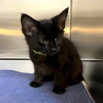 Corbin -  Domestic Medium Hair and Domestic Short Hair Cat for Adoption in Woodinville, Washington - Corbin | PetCurious