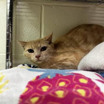 Pat -  Domestic Short Hair Cat for Adoption in Harrisville, West Virginia - Pat | PetCurious