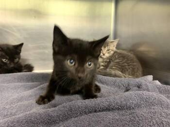 BAGEL -  Domestic Short Hair Cat for Adoption in Grand Prairie, Texas - BAGEL | PetCurious