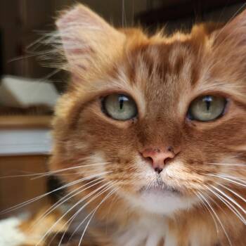 Gigi (Ginger) -  Domestic Long Hair Cat Available for Adoption in Stokesdale, North Carolina - Gigi (Ginger) | PetCurious