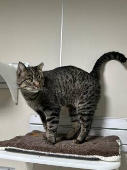 Rescue Domestic Short Hair Cats for Adoption in Hamilton, Montana - Ruth | PetCurious