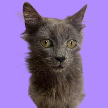 Rescue Domestic Medium Hair Cats for Adoption in Tuscaloosa, Alabama - Lucy | PetCurious