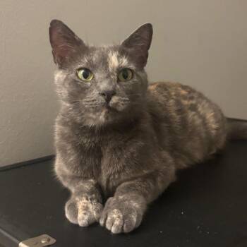 Rosie -  Domestic Short Hair Cat for Adoption in Waynesburg, Pennsylvania - Rosie | PetCurious