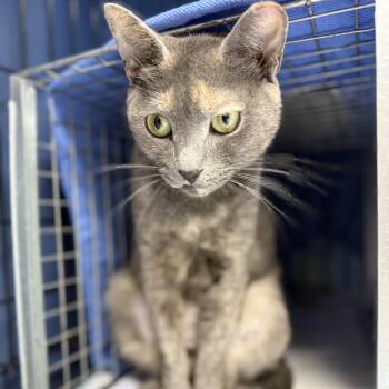 DRAMA - Blossoming Girl -  Domestic Short Hair Cat for Adoption in New York, New York - DRAMA - Blossoming Girl | PetCurious