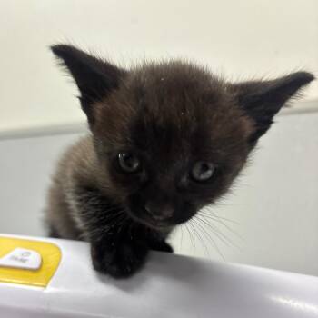 Cole -  Domestic Short Hair Cat for Adoption in Tampa, Florida - Cole | PetCurious