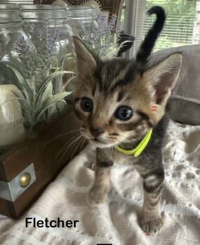 Rescue Tabby and Domestic Short Hair Cats for Adoption in Buford, Georgia - Fletcher | PetCurious