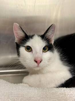 Rescue Domestic Short Hair Cats for Adoption in Frankfort, Kentucky - Usher | PetCurious