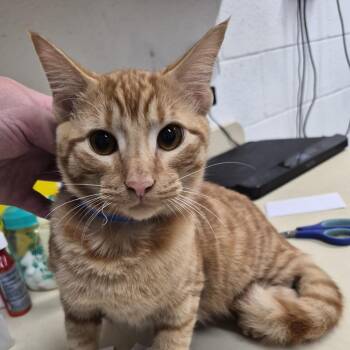 Donut -  Domestic Short Hair Cat for Adoption in Ardmore, Oklahoma - Donut | PetCurious