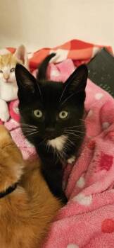 MOOSE TRACKS -  Domestic Short Hair Cat Available for Adoption in Charlotte, North Carolina - MOOSE TRACKS | PetCurious