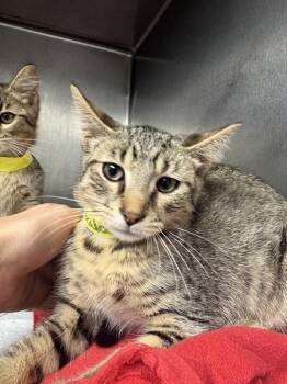 Jalapeno -  Domestic Short Hair Cat for Adoption in Cincinnati, Ohio - Jalapeno | PetCurious