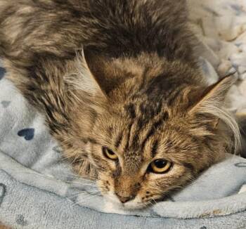 Ella & Tammy -  Maine Coon Cat for Adoption in Cincinnati, Ohio - Ella & Tammy | PetCurious