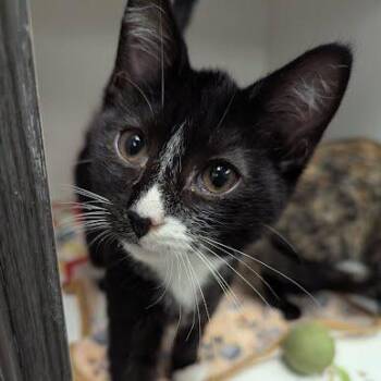 Toad -  Domestic Short Hair Cat for Adoption in Jeffersonville, Indiana - Toad | PetCurious