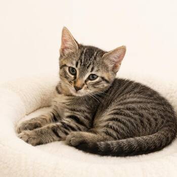 Sophia -  Domestic Short Hair Cat for Adoption in Redwood Falls, Minnesota - Sophia | PetCurious
