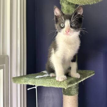 Kip -  Domestic Short Hair Cat for Adoption in Albany, New York - Kip | PetCurious