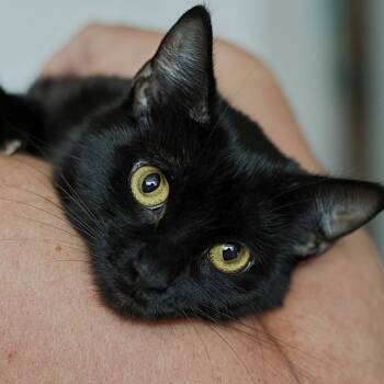 Rescue Domestic Short Hair Cats for Adoption in Calgary, Alberta - Momma Whisper | PetCurious