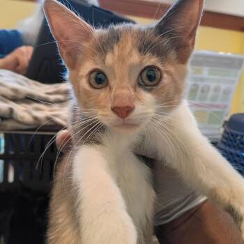 Eowyn -  Domestic Short Hair Cat for Adoption in Lynchburg, Virginia - Eowyn | PetCurious