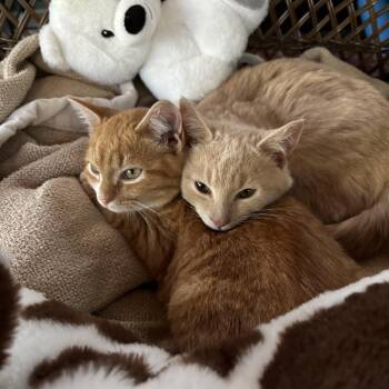 Rescue American Shorthair Cats for Adoption in Charlotte, North Carolina - Tom & Jerry | PetCurious