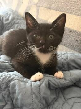 Yang -  Domestic Short Hair Cat for Adoption in San Antonio, Texas - Yang | PetCurious