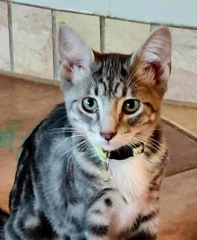 Reese -  Tabby and Tuxedo Cat for Adoption in Las Cruces, New Mexico - Reese | PetCurious