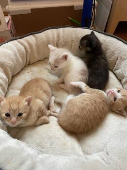 Pelican and kittens -  Domestic Short Hair Cat for Adoption in Waltham, Massachusetts - Pelican And Kittens | PetCurious